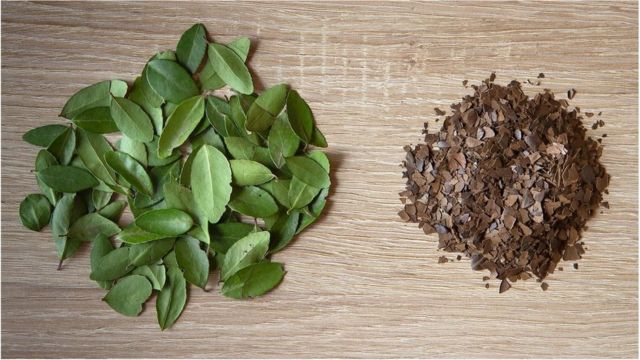 ایک زمانے میں امریکہ کے تقریباً تمام ہی قدیم قبائل اس سے چائے بناتے تھے