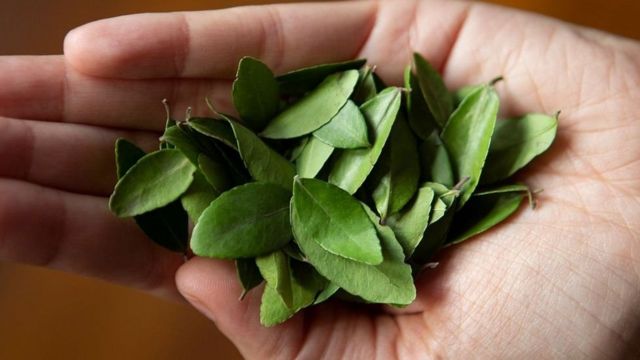 اب چھوٹے پیمانے پر پویون اگانے والے کاشتکار اس کی پائیداری اور مقامیت کو اجاگر کرکے اسے فروغ دینے کی کوشش کر رہے ہیں