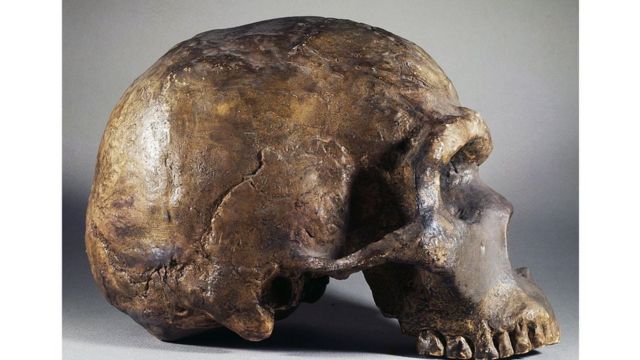 نینڈیرتھل کی کھوپڑی
