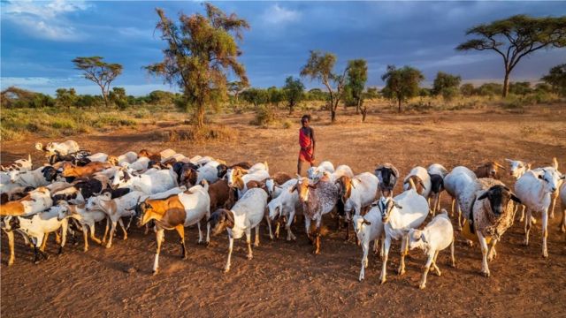 Maasai boys herd cattle and goats from an early age and ownership is associated with wealth and status (Credit: Hadynyah/Getty Images)