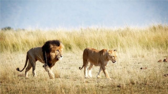 The Maasai see themselves as they see lions - as noble, superior and formidable (Credit: Adogslifephoto/Getty Images)