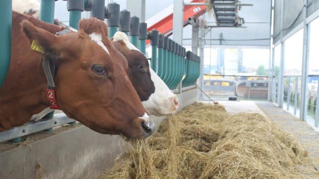 The Netherlands farm
