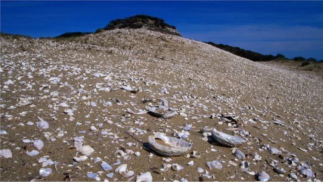 تسمانیہ کی قدیم پلاوا تہذیب میں سیپیوں کا کردار بہت اہم رہا ہے