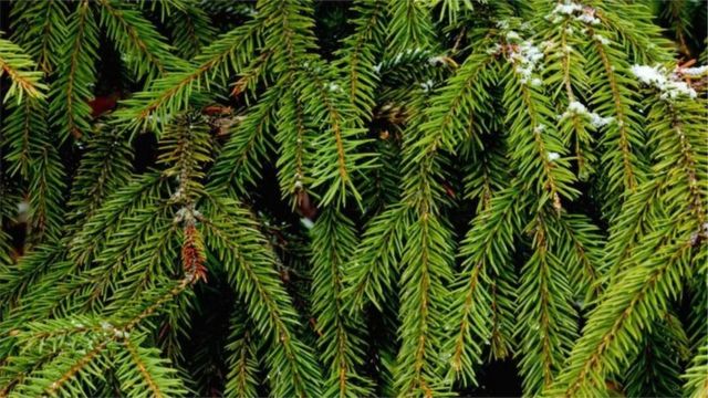 صنوبر یا چیڑ کا درخت