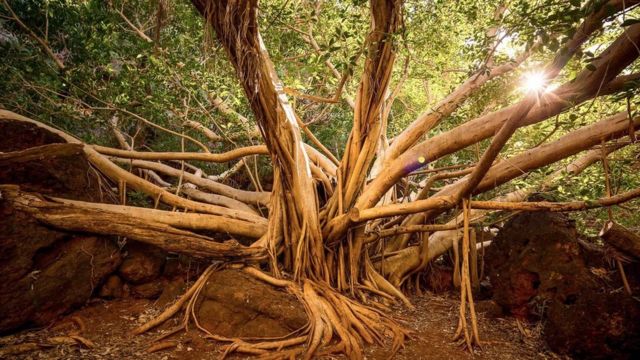 مغربی آسٹریلیا جیواشم فوسالائیزڈ زندگی کے نشانات