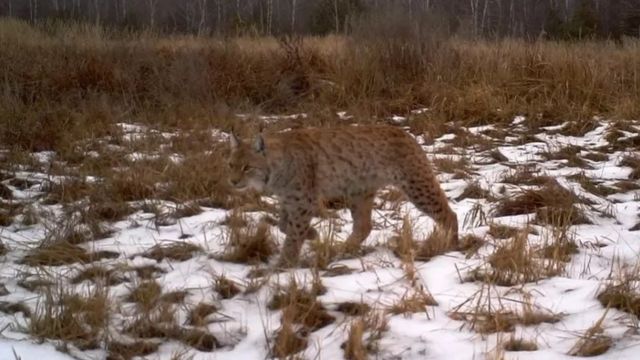 کیمرے میں قید تصاویر ظاہر کرتی ہیں کہ متاثرہ علاقے میں سیاہ گوش گھومتے نظر آتے ہیں۔