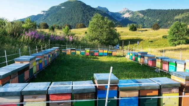 کوربیزیلو: اٹلی کا نایاب لیکن کڑوا شہد