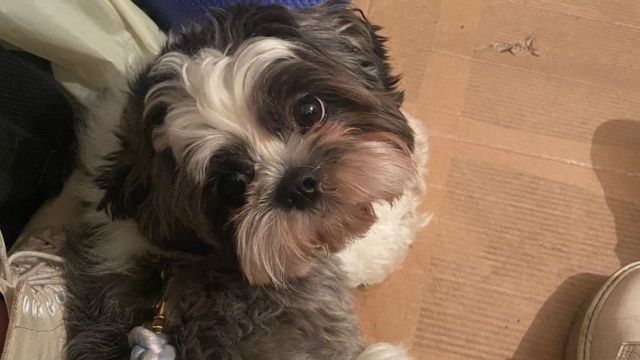 اینا کا کتا