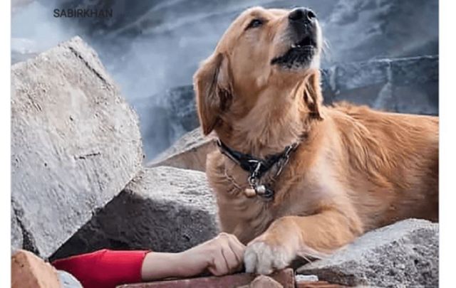 ترکی، زلزلہ، جعلی تصویر