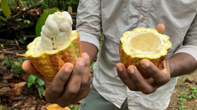 کلاڈیو کورلو اپنے چاکلیٹ بنانے کے عمل میں کوکو کے گودے پھل کے اندر سفید گوئے کا استعمال کرتے ہیں 