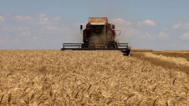 ukraine wheat