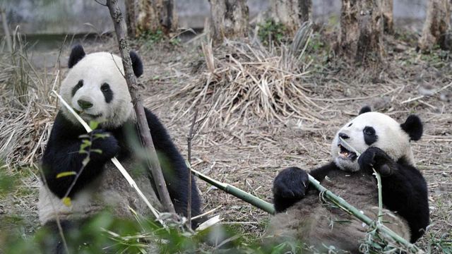 چین، پانڈا