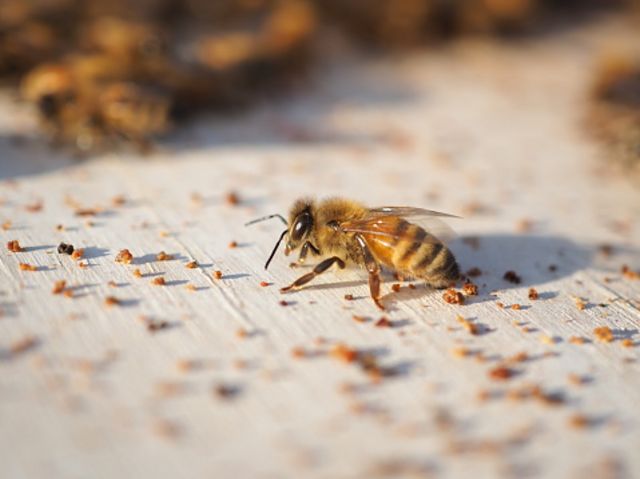 شہد کی مکھیاں